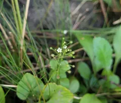 seaside brookweed thumbnail 3