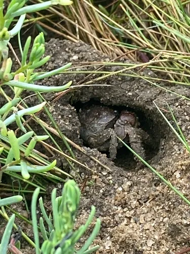 Purple Marsh Crab