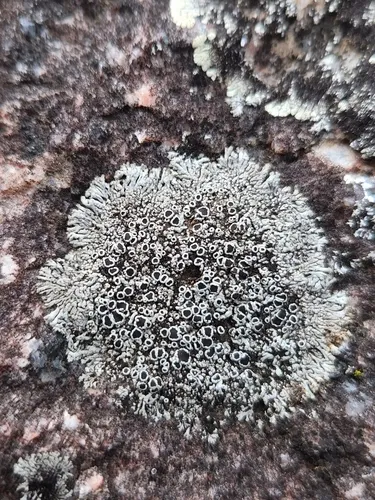 Hale's Rosette Lichen