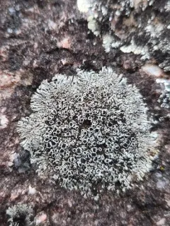 Hale's Rosette Lichen thumbnail 1