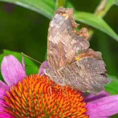 Gray Comma thumbnail 4