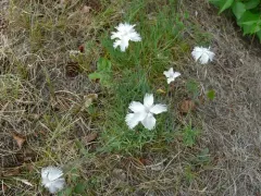 Garden Pink thumbnail 4