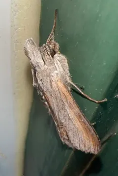 Omitted Cucullia Moth thumbnail 3