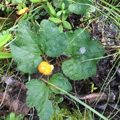 cloudberry