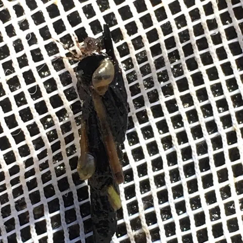 Striate Ambersnail