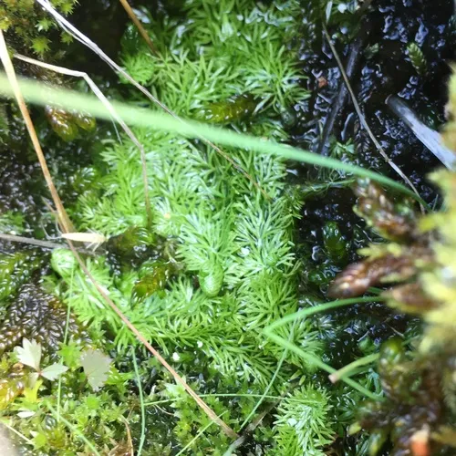 intermediate bladderwort