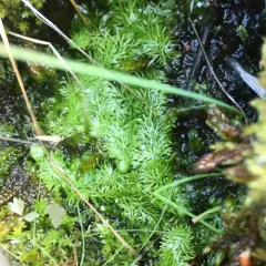 intermediate bladderwort thumbnail 1