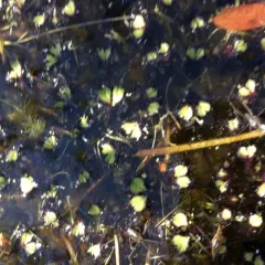 fringed heartwort thumbnail 1
