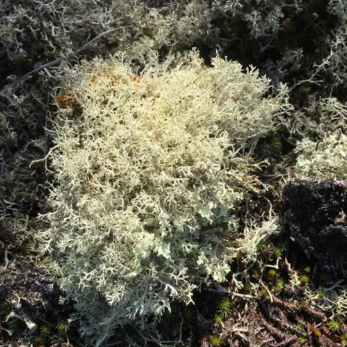 gray reindeer lichen