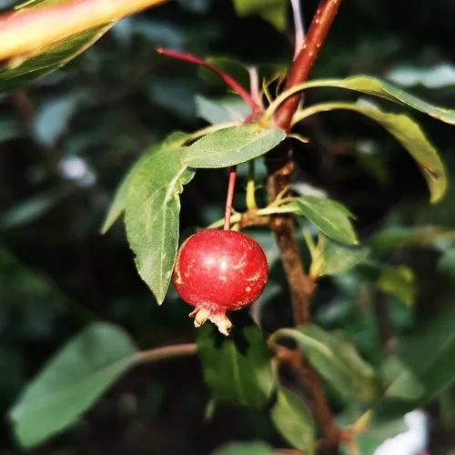 Siberian crabapple
