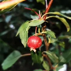 Siberian crabapple thumbnail 1