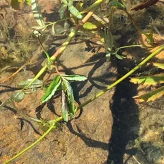 marsh cinquefoil thumbnail 1
