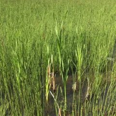 broadleaf cattail thumbnail 2