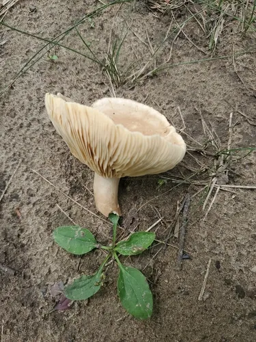 Grey Milkcap
