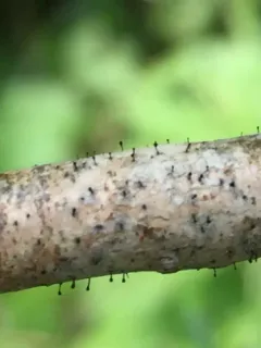 Poplar Needles thumbnail 1