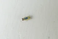 Sorhoanus orientalis thumbnail 3