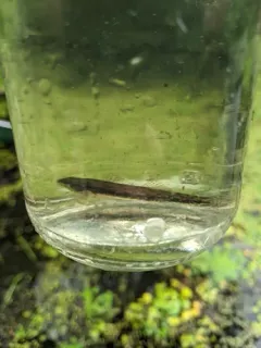 Swamp Darter thumbnail 4