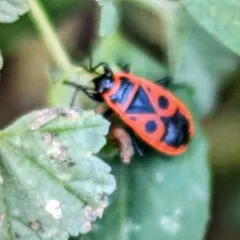 European Firebug thumbnail 4