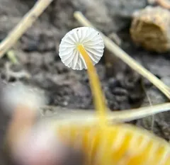 Walnut Mycena thumbnail 3