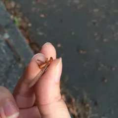 Pacific Dampwood Termite thumbnail 2