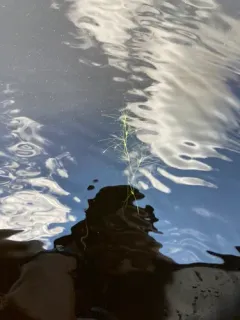 thread-leaved water-nymph thumbnail 4