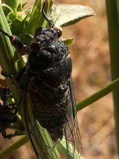 Somber Cicada thumbnail 4