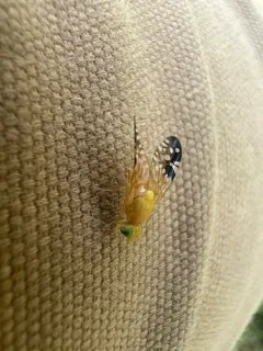 Gymnocarena tricolor thumbnail 3