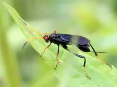 Joppidium rubriceps thumbnail 1