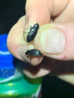 Charcoal Beetle thumbnail 3