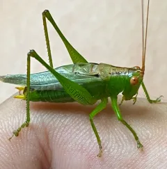 Long-spurred Meadow Katydid thumbnail 4