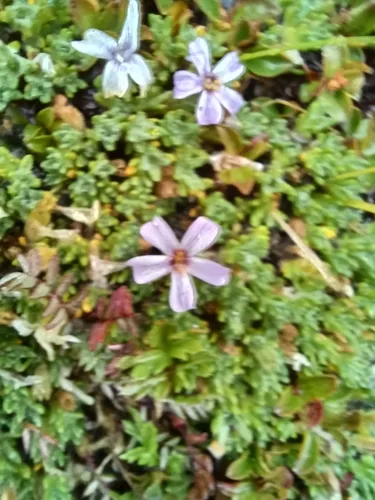 Richardson's phlox