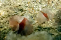 Notocomplana sanguinea thumbnail 4