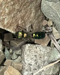 Green Small-Mason thumbnail 4