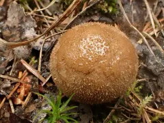 Smooth Puffball thumbnail 4