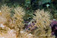 Thuiaria thuja thumbnail 3