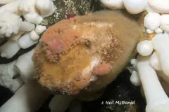 Stelletta clarella thumbnail 2