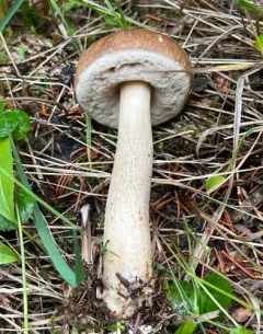 Leccinum rotundifoliae thumbnail 1