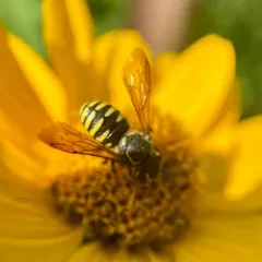 Sunflower Burrowing-Resin bee thumbnail 1