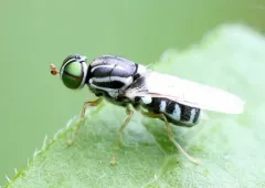 Oxycera albovittata thumbnail 2