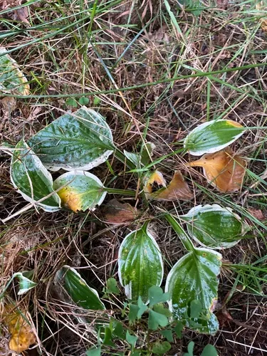 Small-leaved Plantain Lily