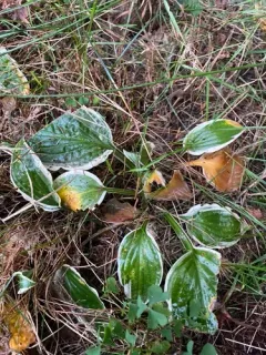Small-leaved Plantain Lily thumbnail 1