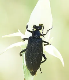 Lytta reticulata thumbnail 2