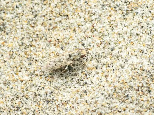 Anorostoma cinereum