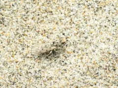 Anorostoma cinereum thumbnail 1