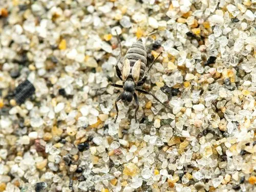 Chersodromia inchoata