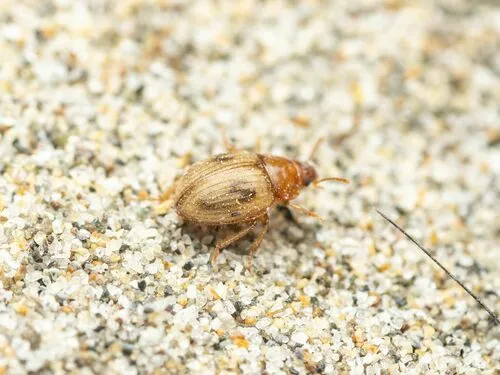 Phaleromela picta