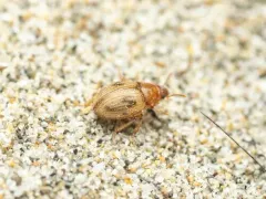 Phaleromela picta thumbnail 1