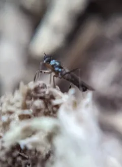 Tachypeza corticalis thumbnail 1