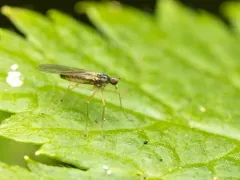 Boreodromia bicolor thumbnail 4