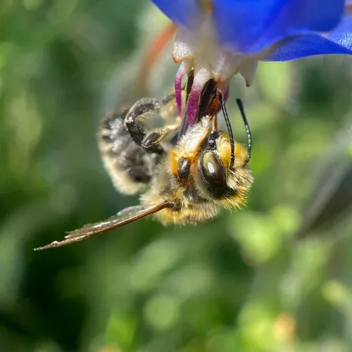 Frigid Leafcutter Bee